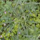 Image of meadow checkerbloom