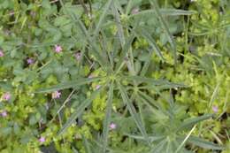 Image of meadow checkerbloom