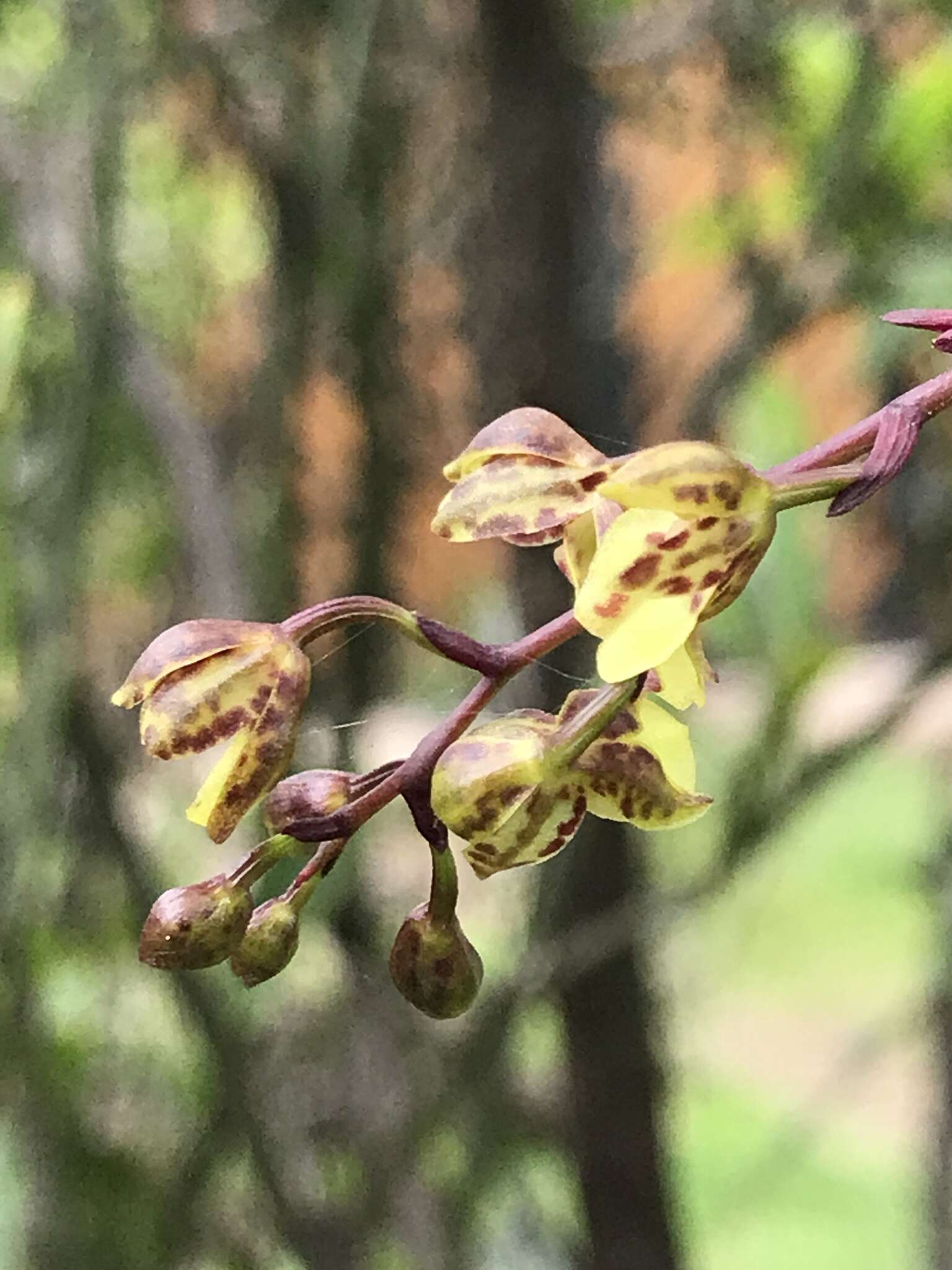 Plancia ëd Leochilus labiatus (Sw.) Kuntze