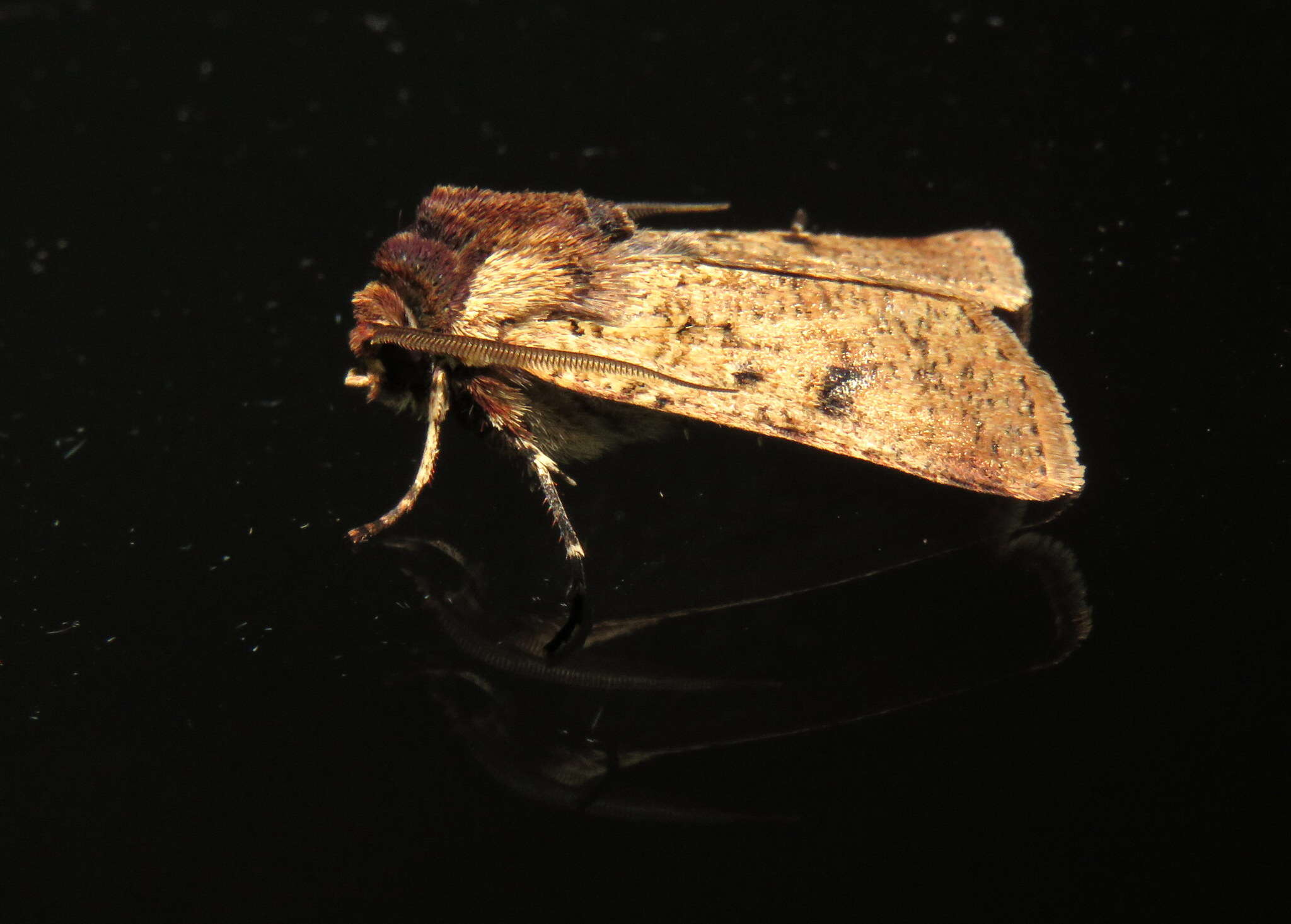 Image of Agrotis porphyricollis Guenée 1852