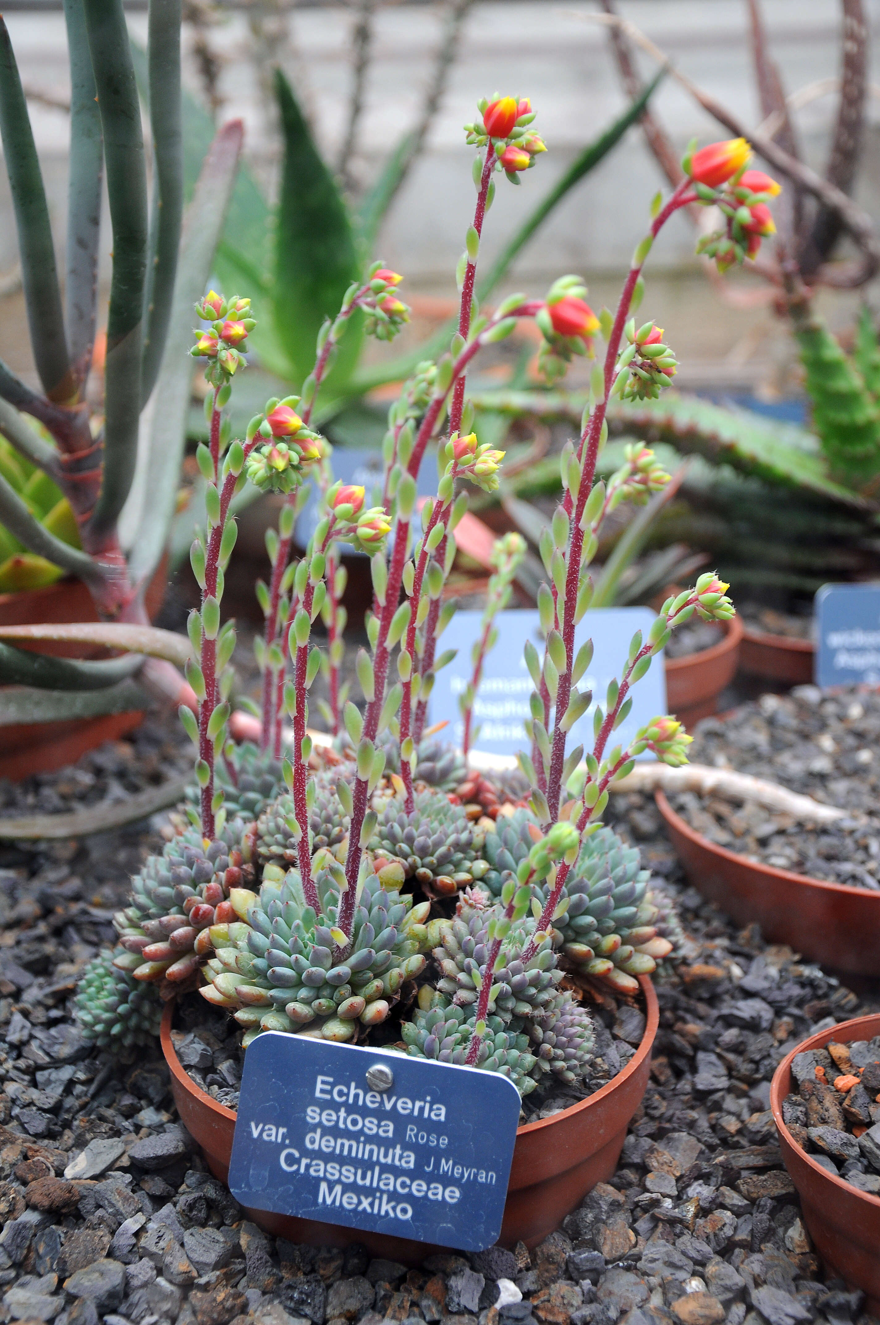 Image of Mexican Firecracker