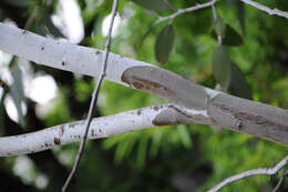 Image of snow gum