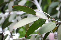 Image of snow gum