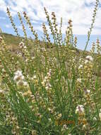 Image of Reseda complicata Bory