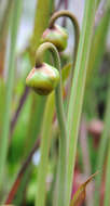 Image of Green Pitcherplant