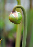 Image of Green Pitcherplant