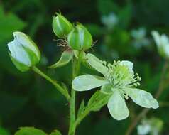 Image of Rubus scissus W. C. R. Watson