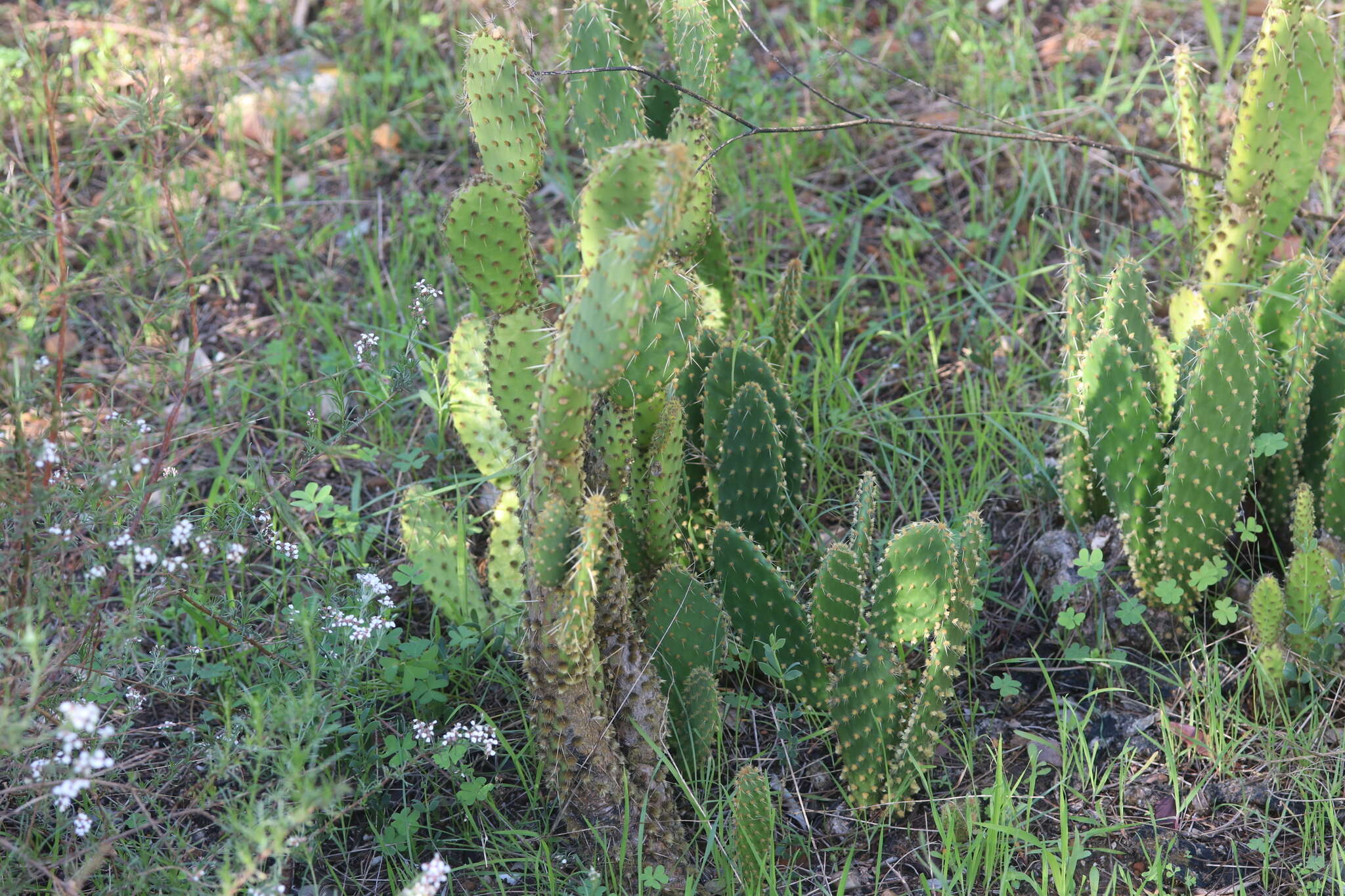 Image of Opuntia puberula Pfeiff.