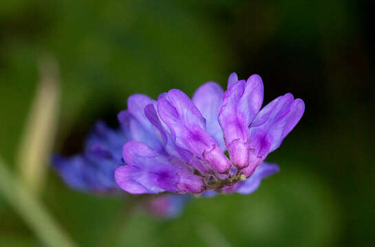 Image de Vicia cracca subsp. cracca