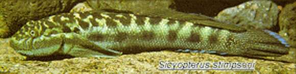 Plancia ëd Sicyopterus stimpsoni (Gill 1860)