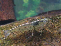 Image of Caridina multidentata