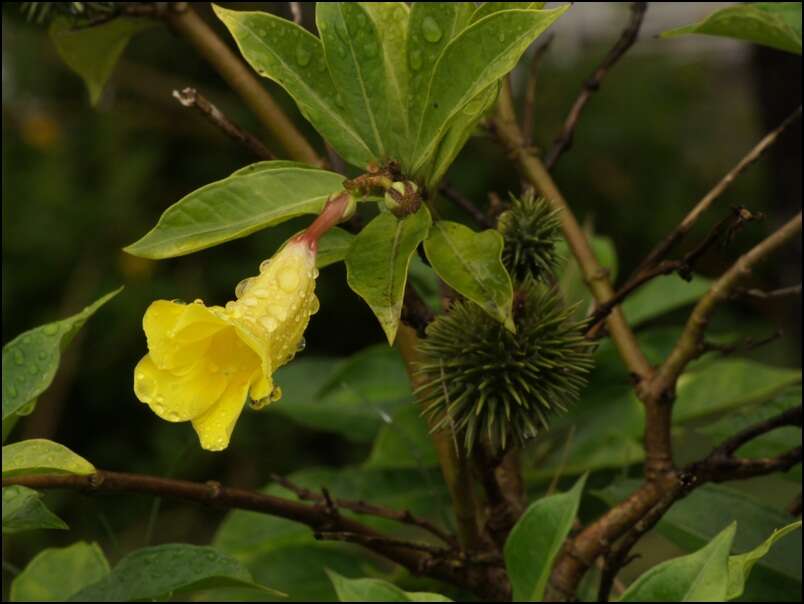 Image of bush allamanda