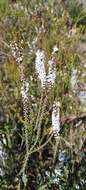 Sivun Epacris microphylla R. Br. kuva