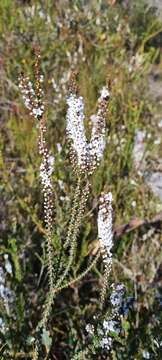 Imagem de Epacris microphylla R. Br.