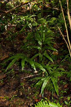 Image of Pteris commutata Kuhn