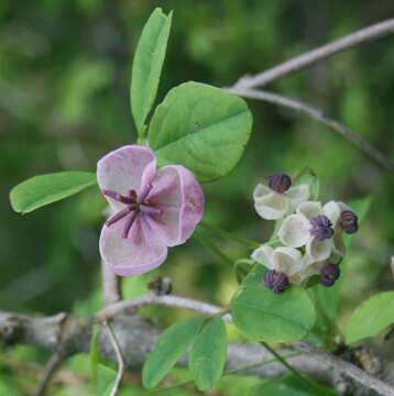 Image of chocolate vine