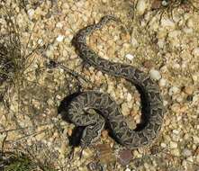 Bitis atropos (Linnaeus 1758) resmi