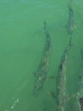 Image of tarpons