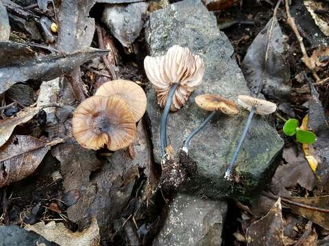 Image of Entoloma duplocoloratum E. Horak 2008