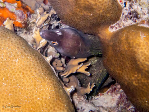 Image of Brown Conger