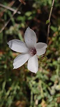 Image of Linum suffruticosum L.