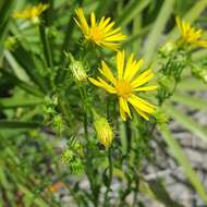 Image of scrubland goldenaster