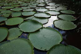 Image of giant waterlily