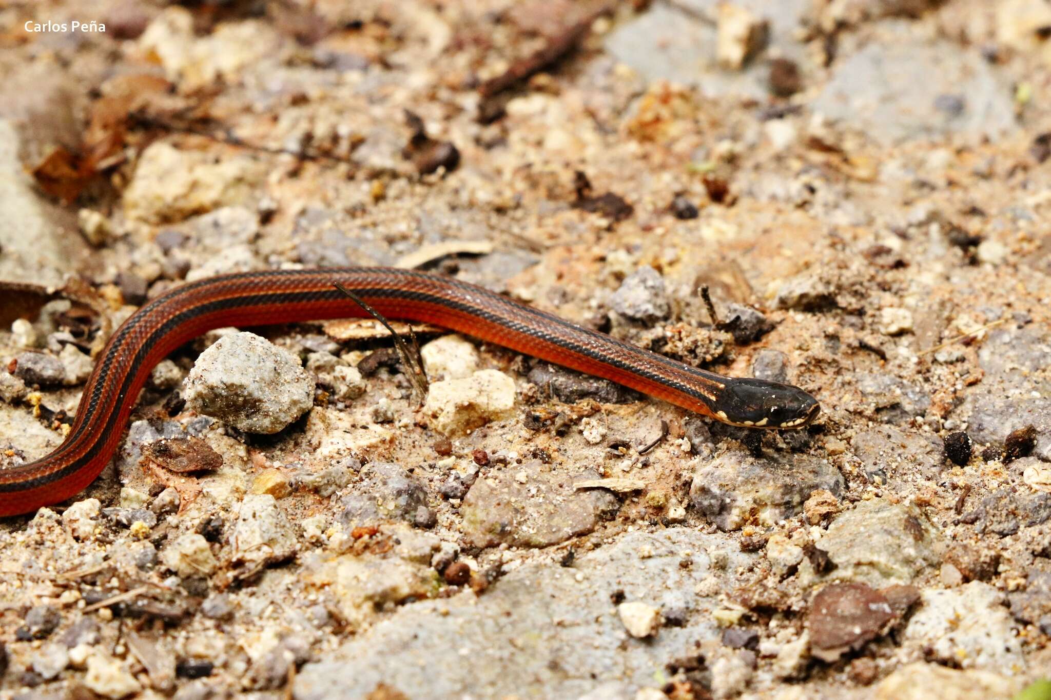 Image of Kinkelin Graceful Brown Snake