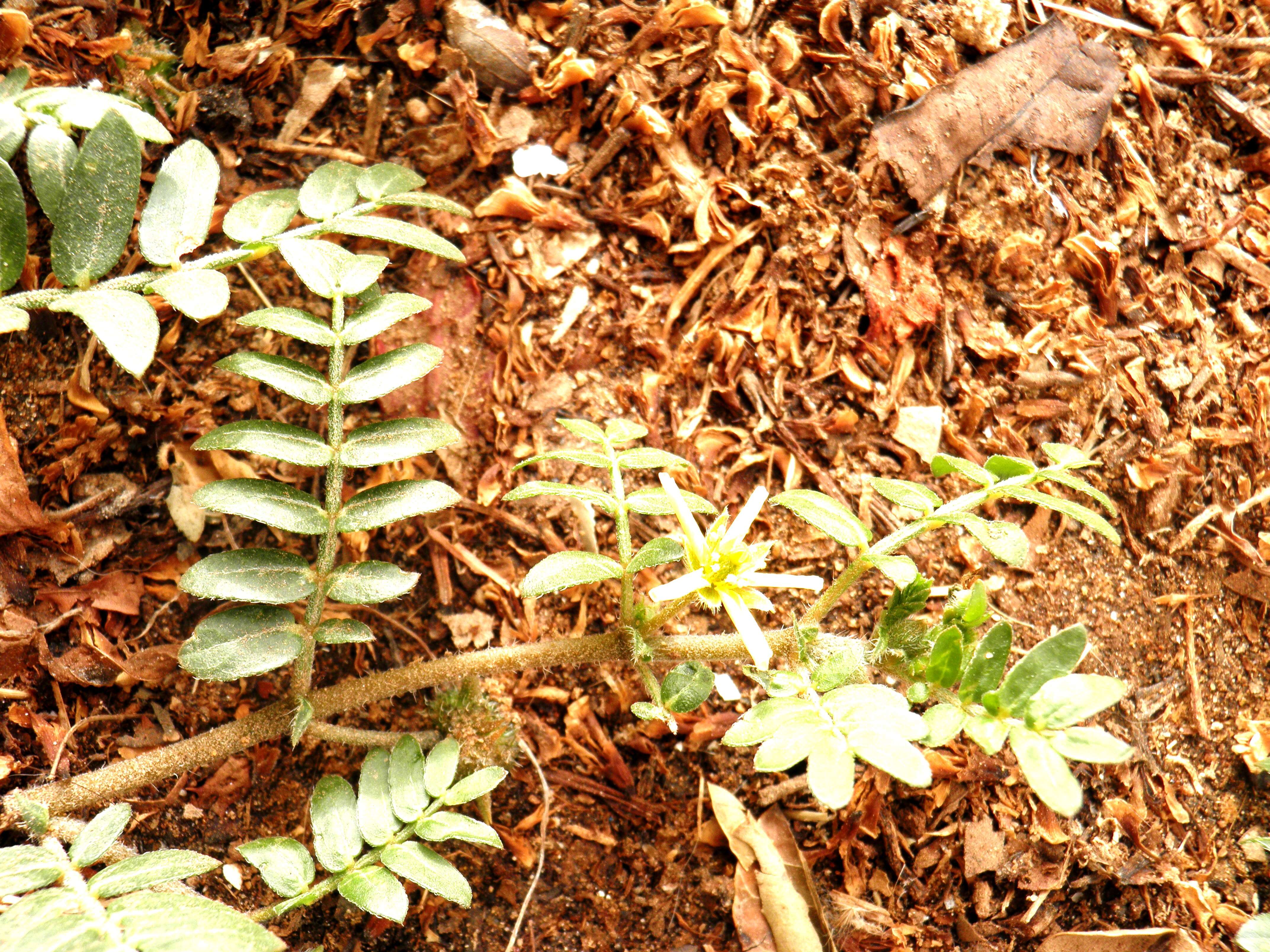 Image of puncturevine