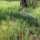 Image of Goodenia albiflora Schltdl.