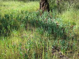 Image of Goodenia albiflora Schltdl.