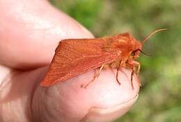 Image of Spilosoma pteridis Edwards 1874