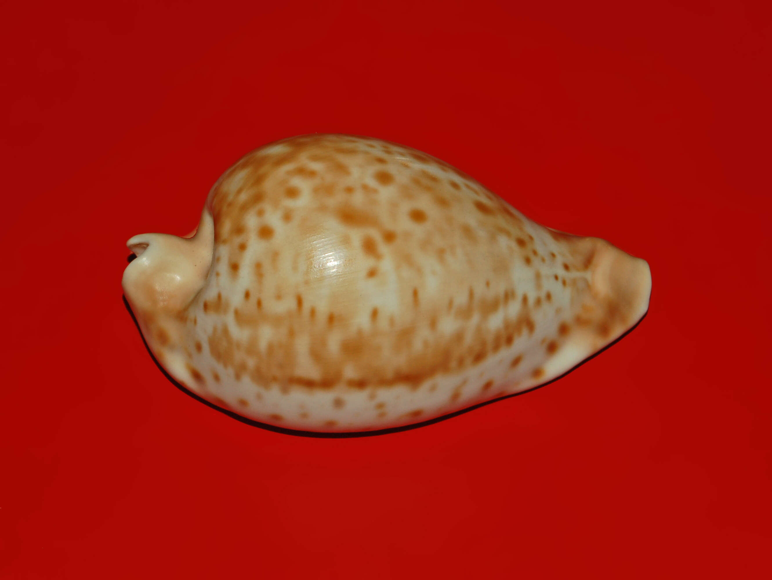 Image of Umbiliinae Schilder 1932