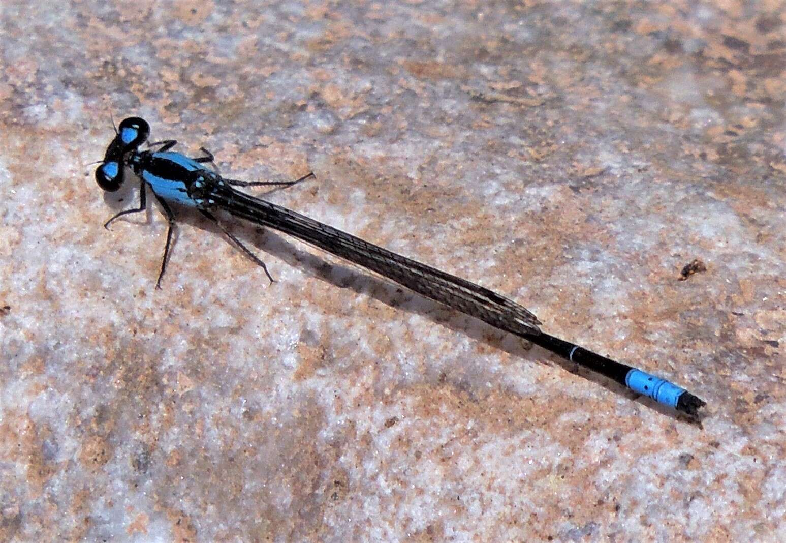 Sivun Oxyagrion ablutum (Calvert 1909) kuva