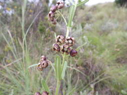 Schizoglossum atropurpureum subsp. atropurpureum的圖片