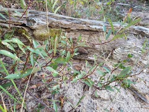 صورة Prunus pumila subsp. pumila