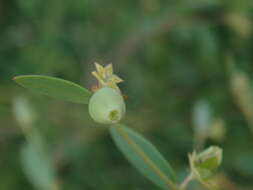 Image of Synostemon bacciformis (L.) G. L. Webster