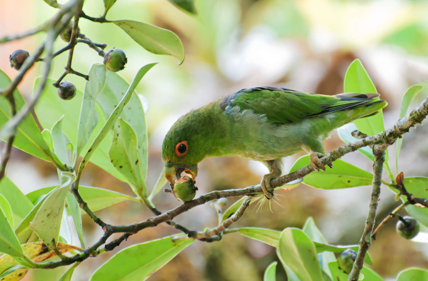 Image of Black-eared Parrotlet