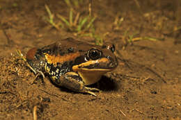 Image of Giant Banjo Frog