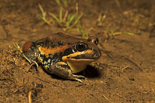 Image of Giant Banjo Frog