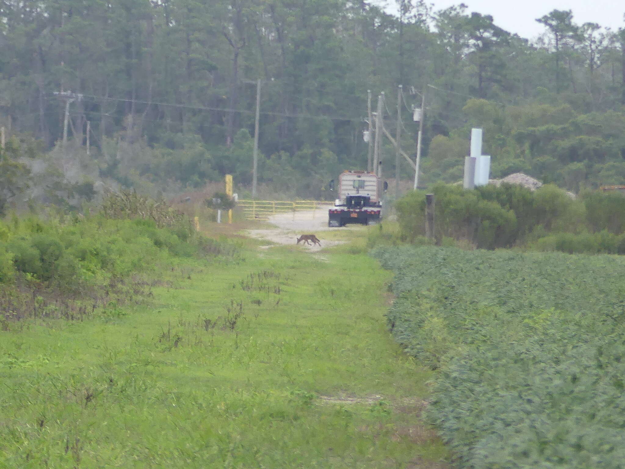 Image of Red wolf