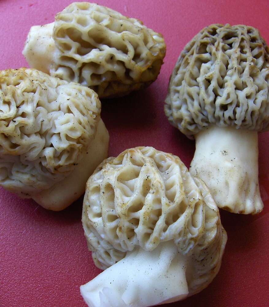 Imagem de Morchella tridentina Bres. 1898