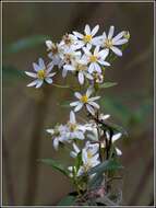 Image of Sticky daisy bush