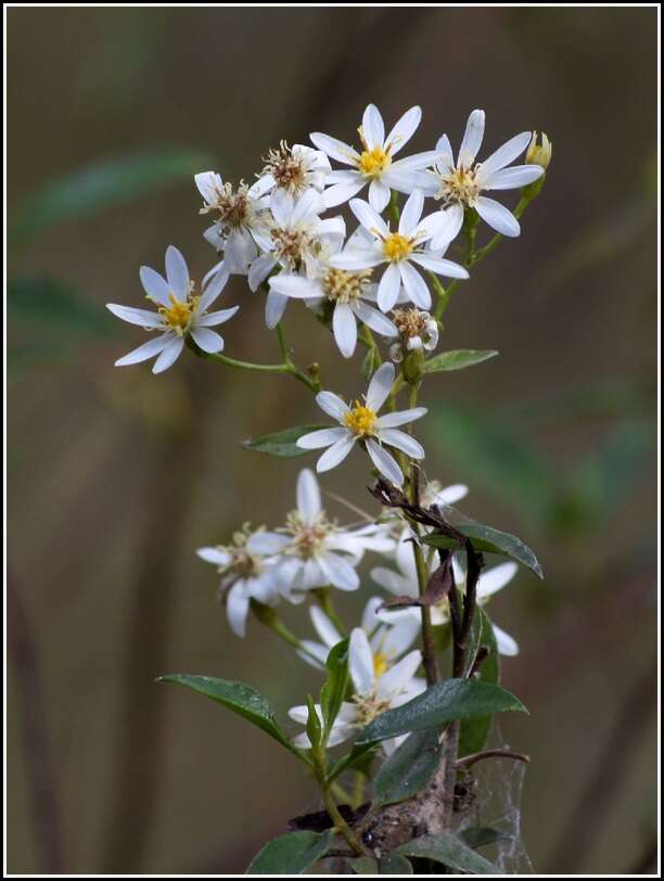 Image of Sticky daisy bush