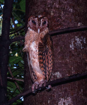 Image of Minahassa Barn Owl