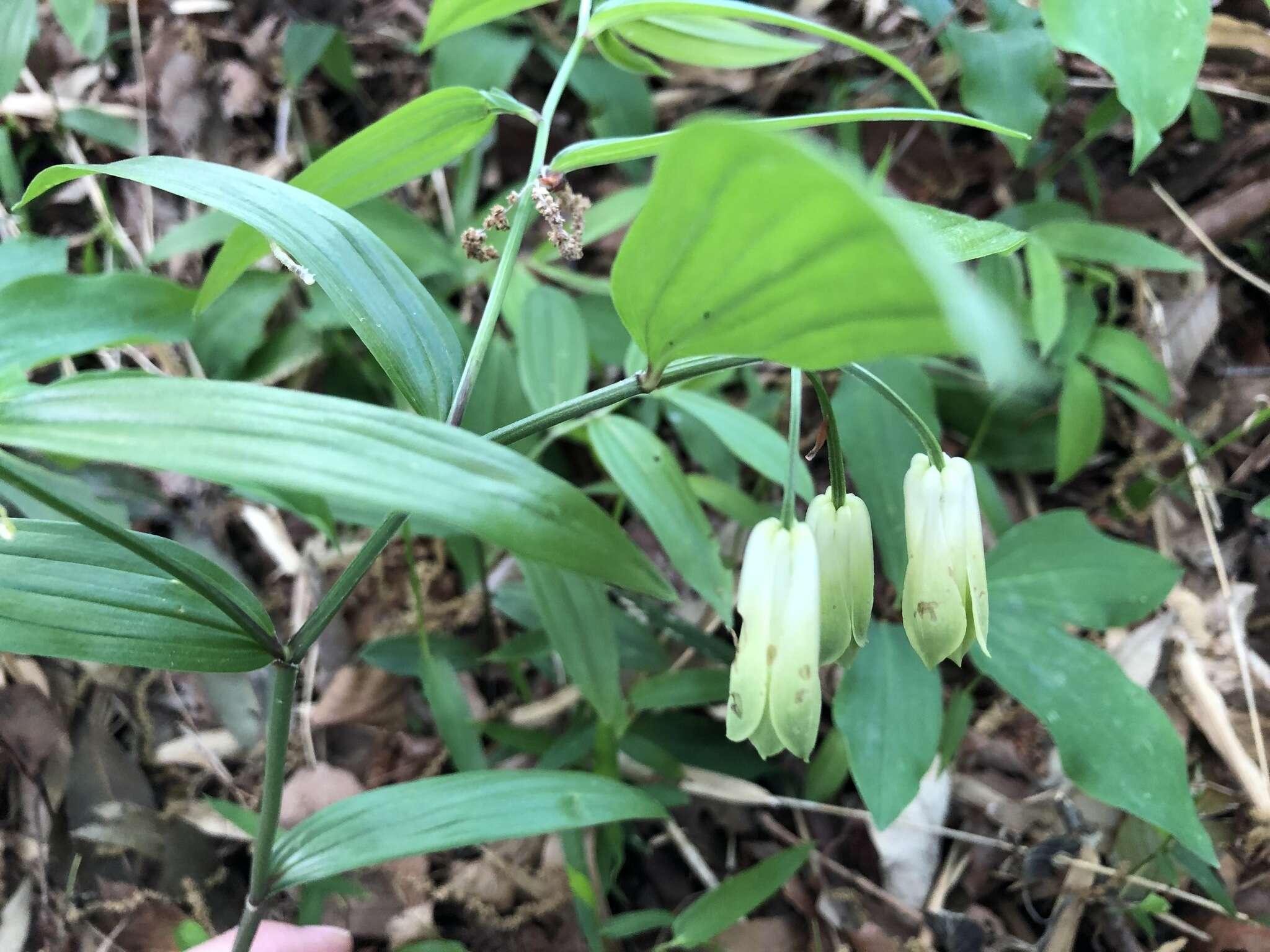 Image of Disporum sessile D. Don ex Schult. & Schult. fil.