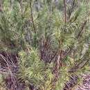 صورة Podocarpus drouynianus F. Muell.