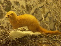 Image of Siberian Weasel