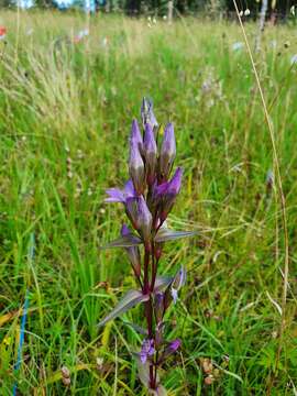 Imagem de Gentianella lutescens (Velen.) J. Holub