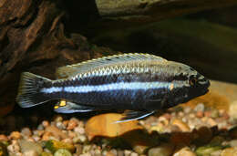 Image of Golden Mbuna